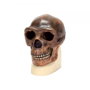 Модель черепа синантропа - fgospostavki.ru - Апрелевка