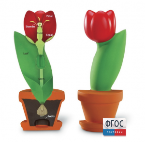 Модель цветка - fgospostavki.ru - Апрелевка