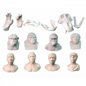 Набор моделей палеонтологических находок "Происхождение человека"	 - fgospostavki.ru - Апрелевка