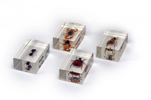 Комплект микропрепаратов для стереомикроскопа - fgospostavki.ru - Апрелевка