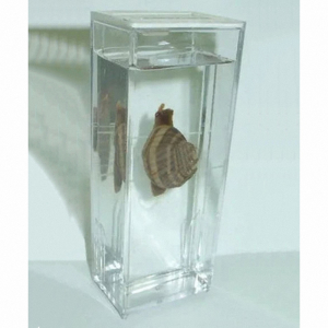 Влажный препарат "Виноградная улитка"	 - fgospostavki.ru - Апрелевка