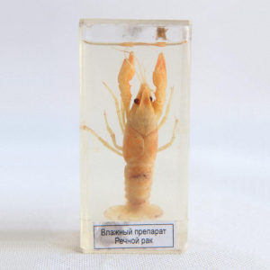 Влажный препарат "Рак речной" - fgospostavki.ru - Апрелевка