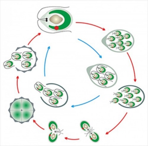 Модель-аппликация Размножение одноклеточной водоросли - fgospostavki.ru - Апрелевка
