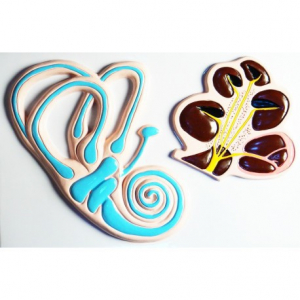 Модель барельефная "Ухо человека". Вариант 2 - fgospostavki.ru - Апрелевка