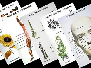 Таблицы по природоведению 1-3 класс (46 штук, формат А2) - fgospostavki.ru - Апрелевка