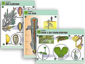 Комплект таблиц по биологии демонстрационных "Ботаника 1" (12 таблиц, формат А1, ламинированные) - fgospostavki.ru - Апрелевка