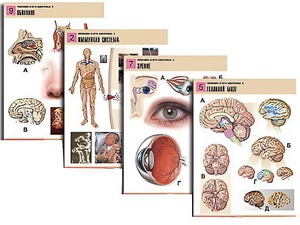 Комплект таблиц по биологии демонстрационных "Человек и его здоровье 2" (10 таблиц, формат А1, ламинированные) - fgospostavki.ru - Апрелевка