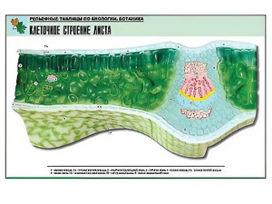 Рельефная таблица "Клеточное строение листа" (формат А1, матовое ламинирование) - fgospostavki.ru - Апрелевка