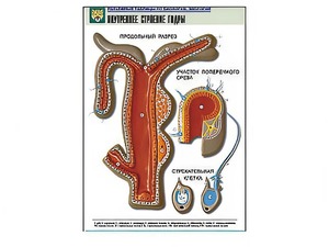 Рельефная таблица "Внутреннее строение гидры" - fgospostavki.ru - Апрелевка