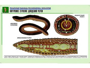 Рельефная таблица "Внутреннее строение дождевого червя" (формат А1, матовое ламинирование) - fgospostavki.ru - Апрелевка