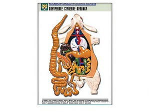 Рельефная таблица "Внутреннее строение кролика" (формат А1, матовое ламинирование) - fgospostavki.ru - Апрелевка