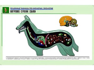 Рельефная таблица "Внутреннее строение собаки" (формат А1, матовое ламинирование) - fgospostavki.ru - Апрелевка