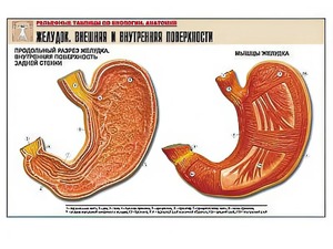 Рельефная таблица "Желудок. Внешняя и внутренняя поверхности" (формат А1, матовое ламинирование) - fgospostavki.ru - Апрелевка