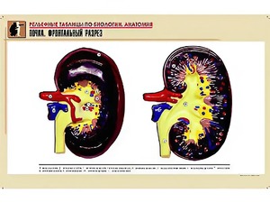 Рельефная таблица "Почка. Фронтальный разрез" (формат А1, матовое ламинирование) - fgospostavki.ru - Апрелевка