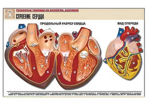 Рельефная таблица "Строение сердца" (формат А1, матовое ламинирование) - fgospostavki.ru - Апрелевка