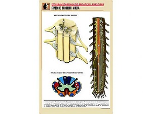 Рельефная таблица "Строение спинного мозга " (формат А1, матовое ламинирование) - fgospostavki.ru - Апрелевка