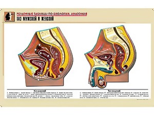 Рельефная таблица "Таз мужской и женский" (формат А1, матовое ламинирование) - fgospostavki.ru - Апрелевка