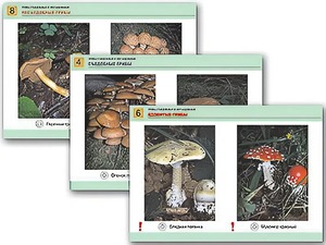 Комплект таблиц раздаточных "Грибы съедобные и несъедобные" (цветные, ламинированные, А4, 8 штук) - fgospostavki.ru - Апрелевка