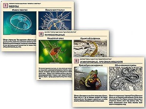 Комплект таблиц раздаточных "Ядовитые животные" - fgospostavki.ru - Апрелевка