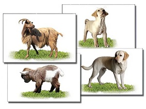 Набор карточек "Домашние животные" (раздаточные) - fgospostavki.ru - Апрелевка
