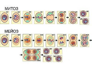Модель-аппликация "Деление клетки. Митоз и мейоз" (ламинированная) - fgospostavki.ru - Апрелевка