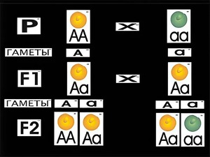 Модель-аппликация "Моногибридное скрещивание" (ламинированная) - fgospostavki.ru - Апрелевка