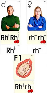 Модель-аппликация "Наследование резус-фактора" (ламинированная) - fgospostavki.ru - Апрелевка