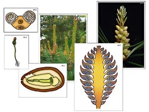 Модель-аппликация "Размножение сосны" (ламинированная) - fgospostavki.ru - Апрелевка