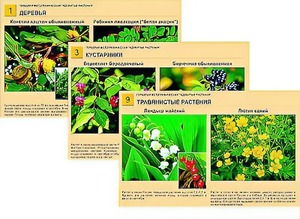 Гербарий фотографический "Ядовитые растения" - fgospostavki.ru - Апрелевка