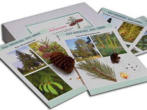 Коллекция "Голосеменные растения" - fgospostavki.ru - Апрелевка