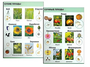 Коллекция "Семена и плоды" - fgospostavki.ru - Апрелевка