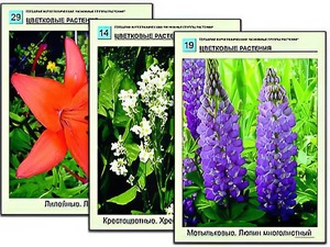 Гербарий фотографический "Основные группы растений" - fgospostavki.ru - Апрелевка