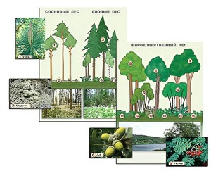 Гербарий фотографический "Растительные сообщества. Лес" (раздаточный) - fgospostavki.ru - Апрелевка