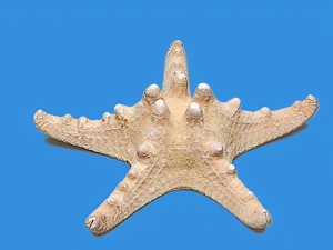 Сухой препарат "Звезда морская" - fgospostavki.ru - Апрелевка