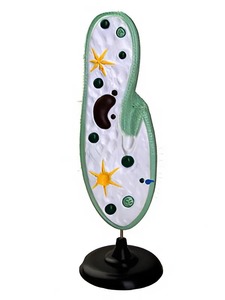 Модель инфузории-туфельки - fgospostavki.ru - Апрелевка