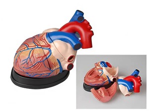 Модель сердца в разрезе (демонстрационная) - fgospostavki.ru - Апрелевка