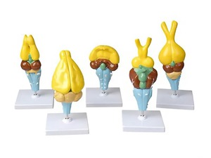 Комплект моделей строения мозга позвоночных - fgospostavki.ru - Апрелевка