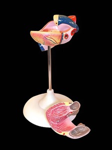 Модель сердца (лабораторная) - fgospostavki.ru - Апрелевка