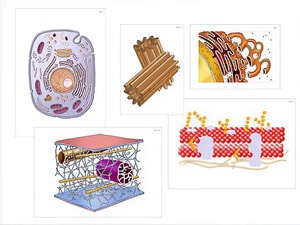 Модель-аппликация "Строение клетки" (ламинированная) - fgospostavki.ru - Апрелевка
