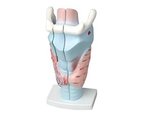 Модель гортани в разрезе - fgospostavki.ru - Апрелевка