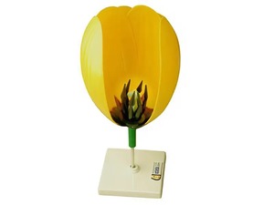 Модель цветка тюльпана - fgospostavki.ru - Апрелевка