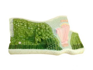 Модель строения листа - fgospostavki.ru - Апрелевка