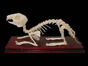 Скелет кролика - fgospostavki.ru - Апрелевка