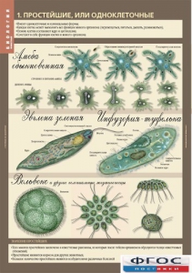 Комплект таблиц. Биология 7 класс. Животные. - fgospostavki.ru - Апрелевка