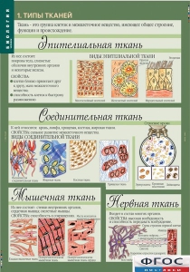 Комплект таблиц. Биология 8-9 класс. Человек. - fgospostavki.ru - Апрелевка