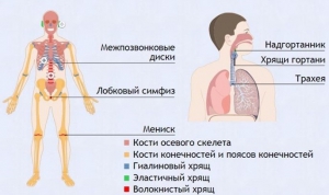 Интерактивные курсы. Биология 9 класс. Базовый. - fgospostavki.ru - Апрелевка