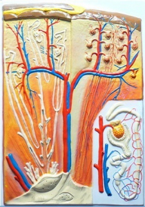 Модель барельефная "Почка" (макро-микростроение) - fgospostavki.ru - Апрелевка