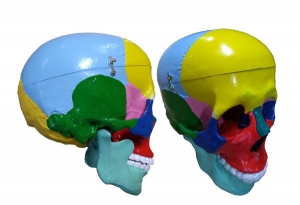 Модель "Череп" (с раскрашенными костями) - fgospostavki.ru - Апрелевка