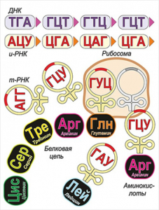 Модель-аппликация Биосинтез белка - fgospostavki.ru - Апрелевка