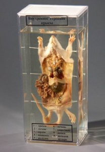 Влажный препарат "Внутреннее строение крысы" - fgospostavki.ru - Апрелевка